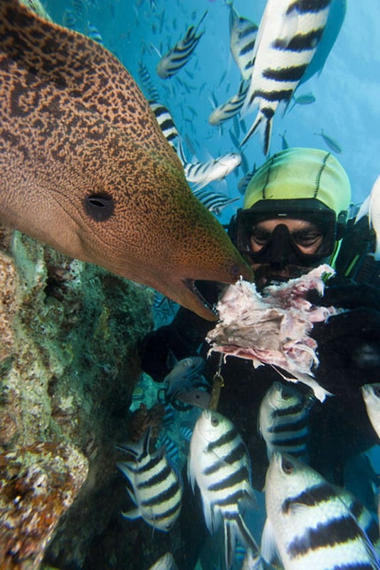a diver feeds a giant moray eel (gymnothorax javanicus), bequ lagoon, fiji. (david fleetham/bluegreen / rex features)