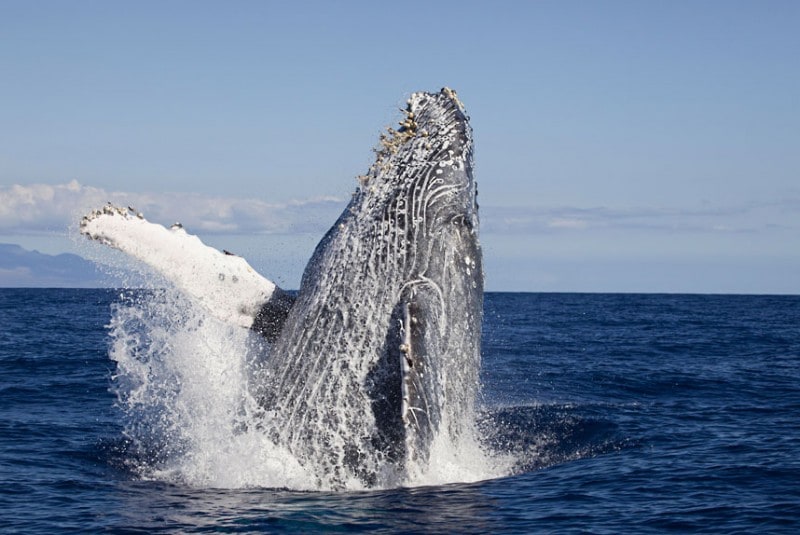 a breaching humpback whale (megaptera novaeangliae), hawaii. (david fleetham/bluegreen / rex features)