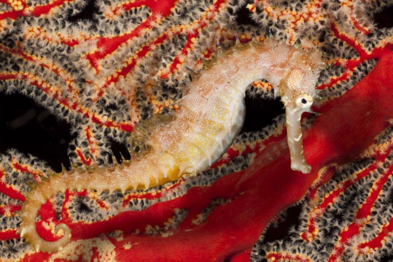 a thorny seahorse (hippocampus hixtrix) swims among red coral. bantangas, philippines