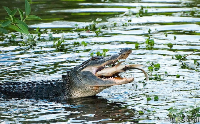 alligator__02