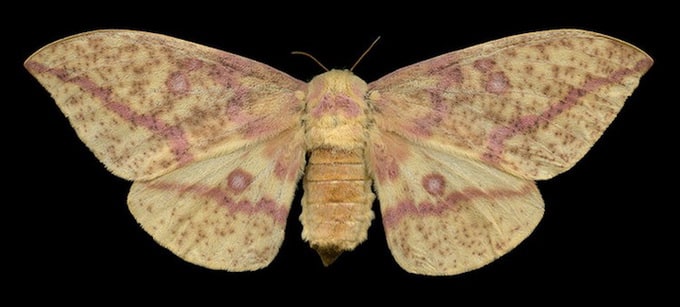 imperial moth (7704 - eacles imperalis pini)