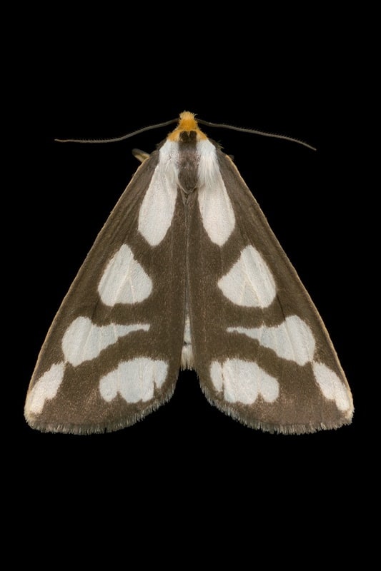 leconte's haploa moth (8111 - haploa lecontei)