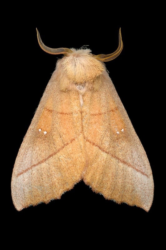 white-dotted prominent moth (7915 - nadata gibbosa)