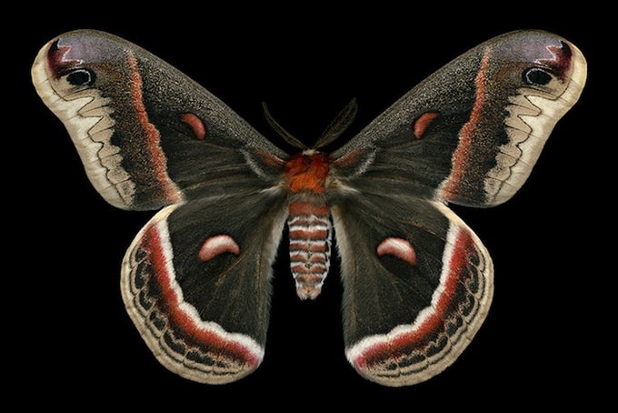 cecropia moth (7767 - hyalophora cecropia)