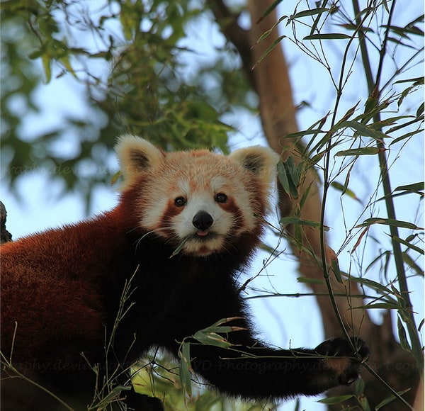 red-panda-profile-2by-dani