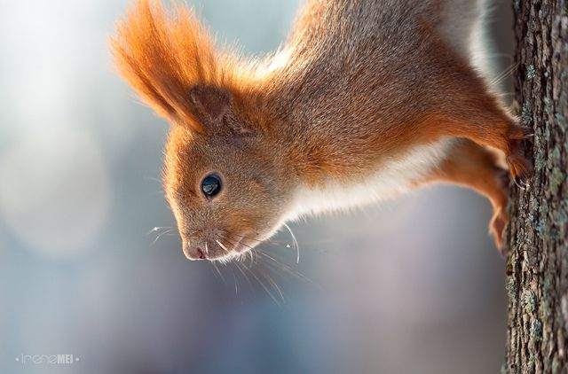 art photography of squirrels-3