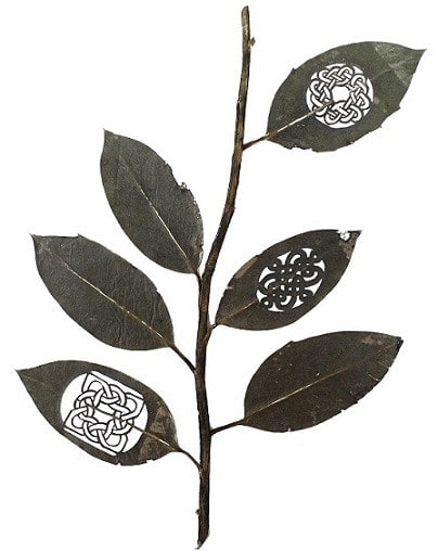 rama-i-30-cm-x-21-cm-species-ilex-aquifolium