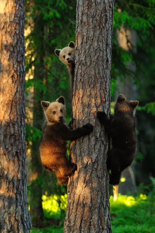 three little bears - 2013-11-04_228045_nature.jpg