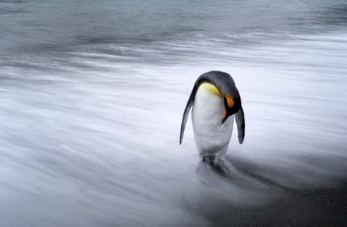 lone penguin - 2013-11-05_228327_nature.jpg