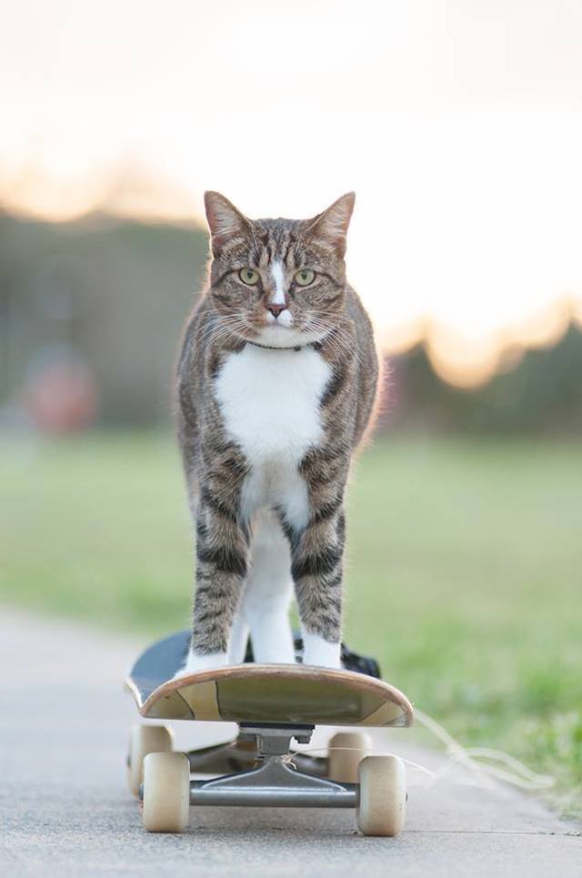 didga_skating_cat_02