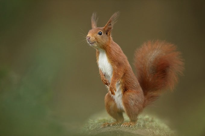 red squirrel sciurus vulgaris, adult female smiling, netherlands, may