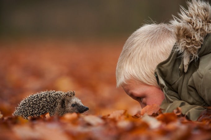 european hedgehog (erinaceus europeaus) looking at child