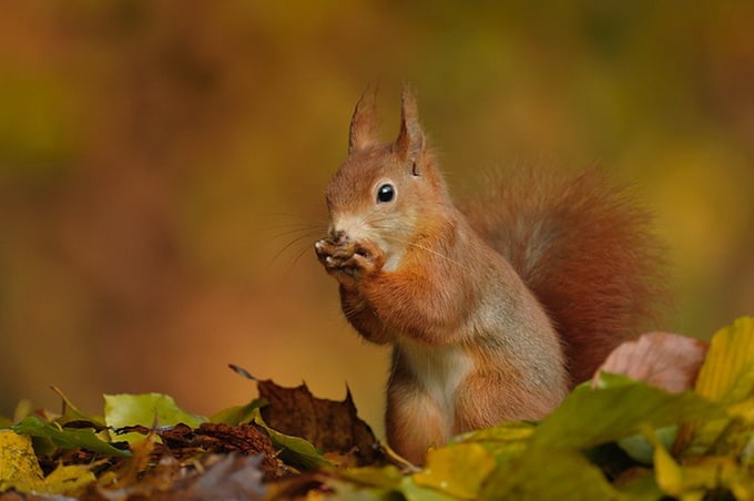 red squirrel (sciurus vulgaris) on forest ground