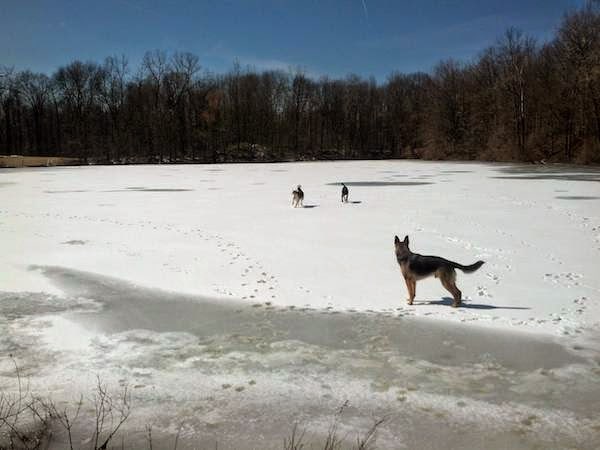 dogs+enjoying+a+frozen+lake.+-+the+30+most+amazing+photos+of+frozen+things+in+honor+of+the+coldest+morning+of+the+21st+century