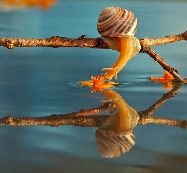 snail-macro-photography-vyacheslav-mishchenko1