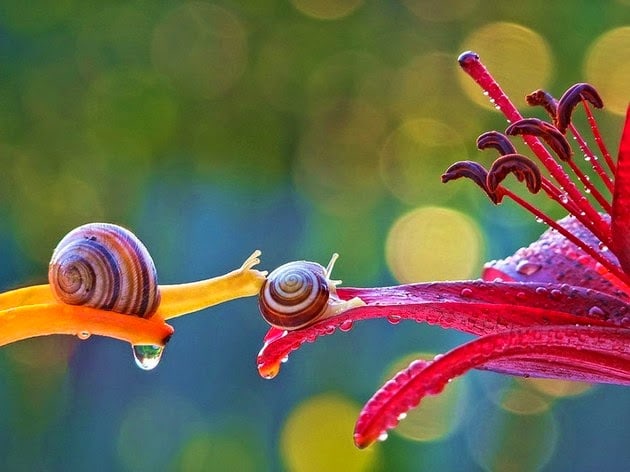 snail-macro-photography