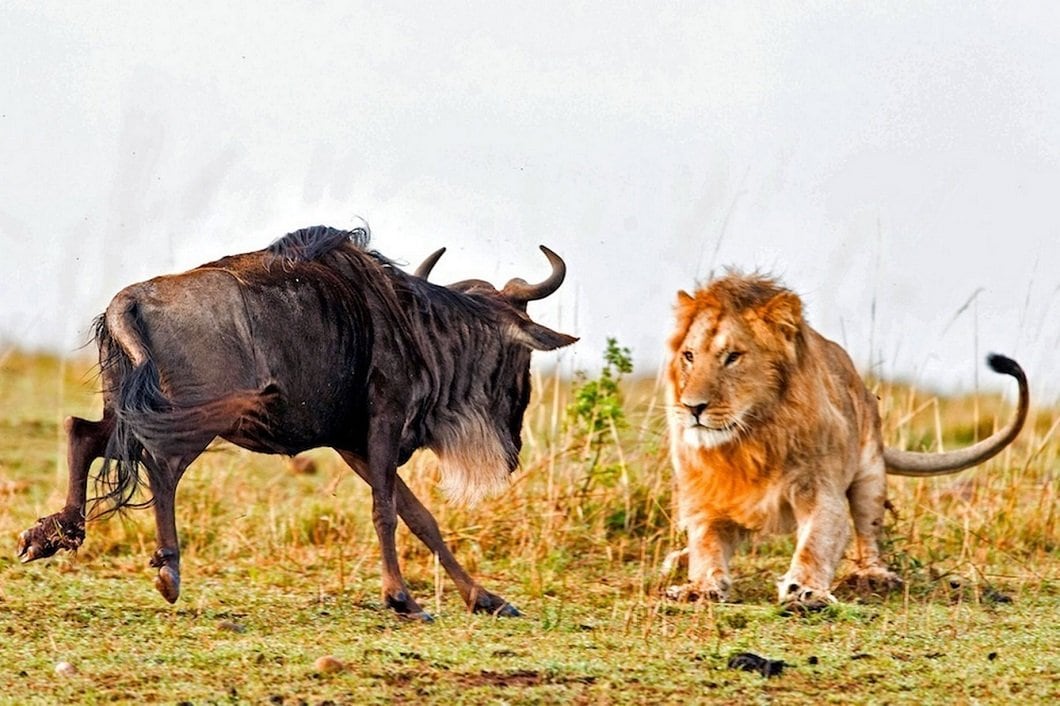lion-hunts-wildebeest-1