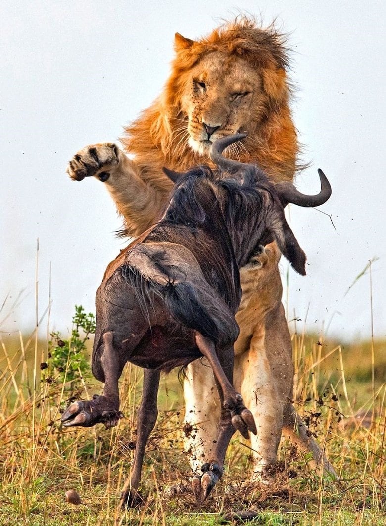 lion-hunts-wildebeest-2