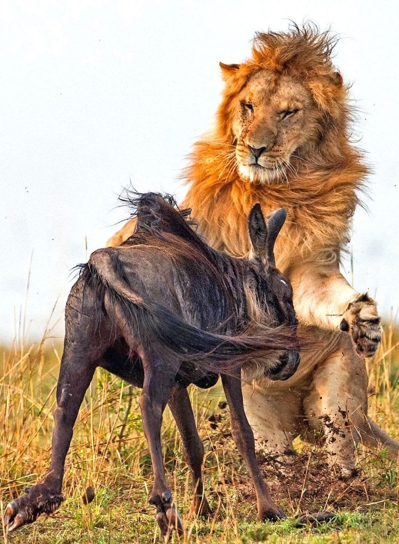 lion-hunts-wildebeest-3