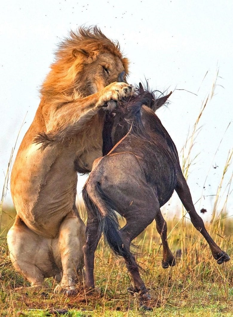 lion-hunts-wildebeest-4