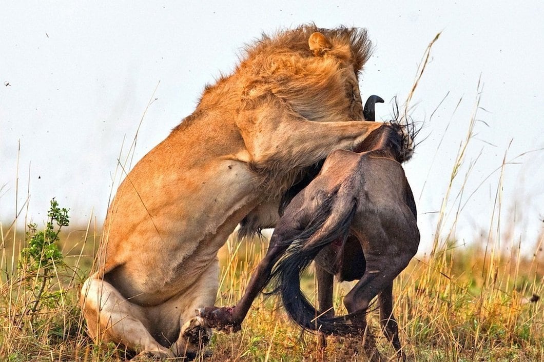 lion-hunts-wildebeest-5