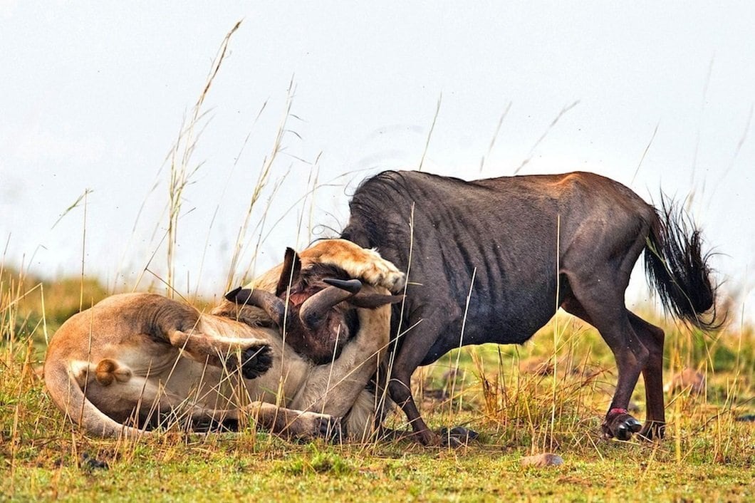 lion-hunts-wildebeest-7