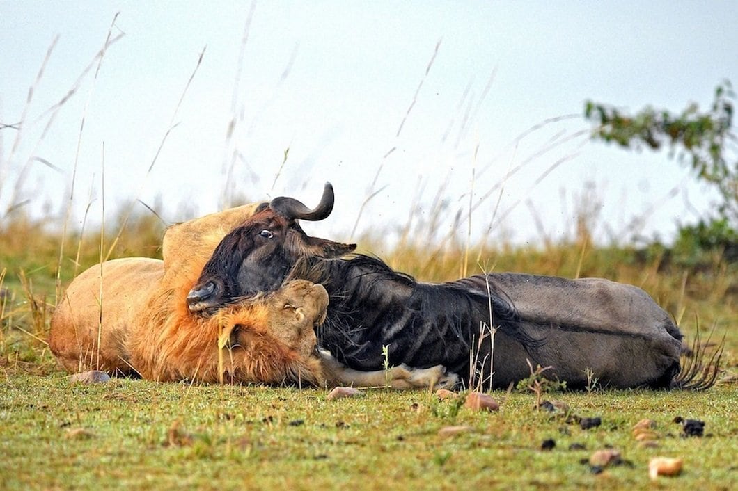 lion-hunts-wildebeest-8