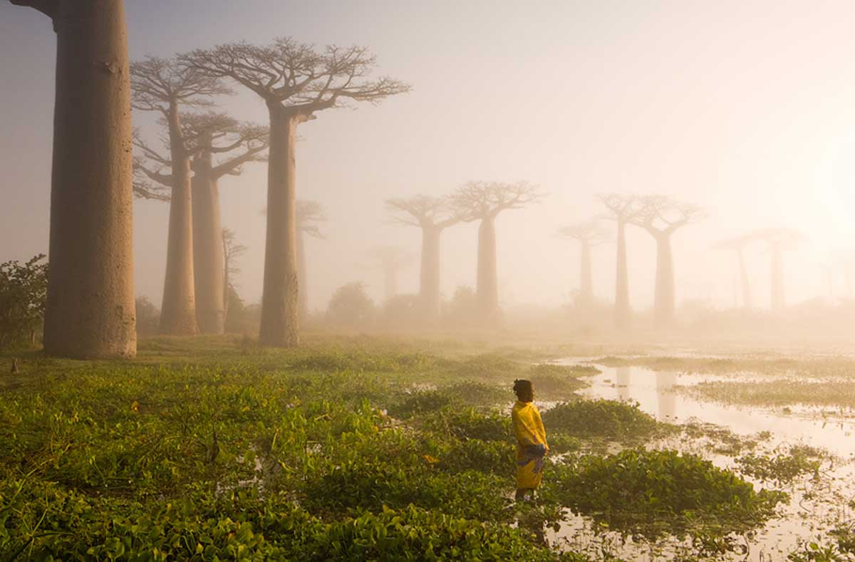 baobob trees in madagascar