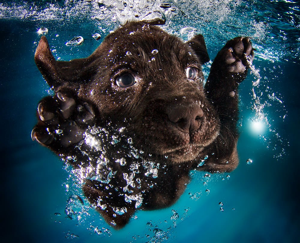 3036127-slide-s-10-feel-the-puppy-love-with-these-underwaterrugerpromo