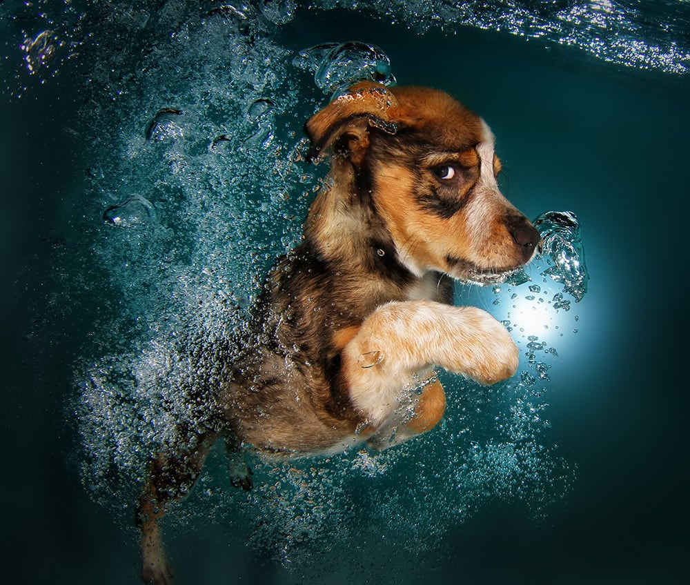 3036127-slide-s-3-feel-the-puppy-love-with-these-underwatergingerpromo