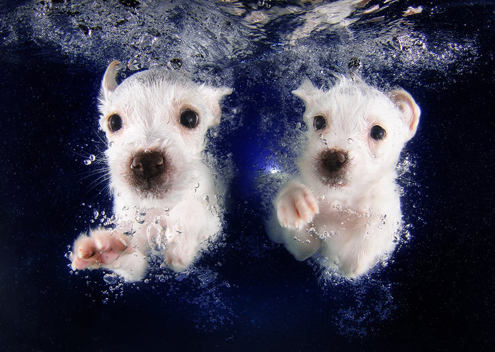 3036127-slide-s-7-feel-the-puppy-love-with-these-underwaterpringlespickmepromo