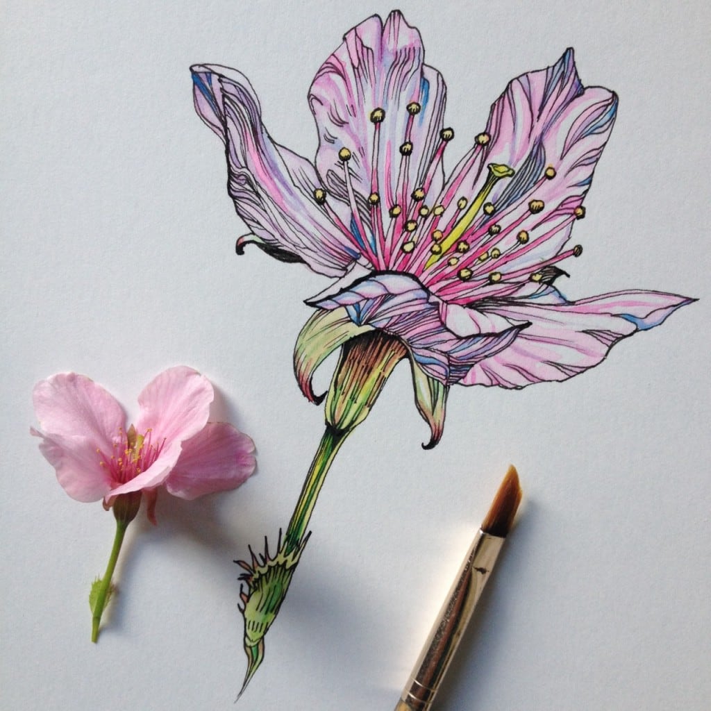 flowers-in-progress-a-beautiful-series-of-illustrations-by-noel-badges-pugh-11-1024x1024
