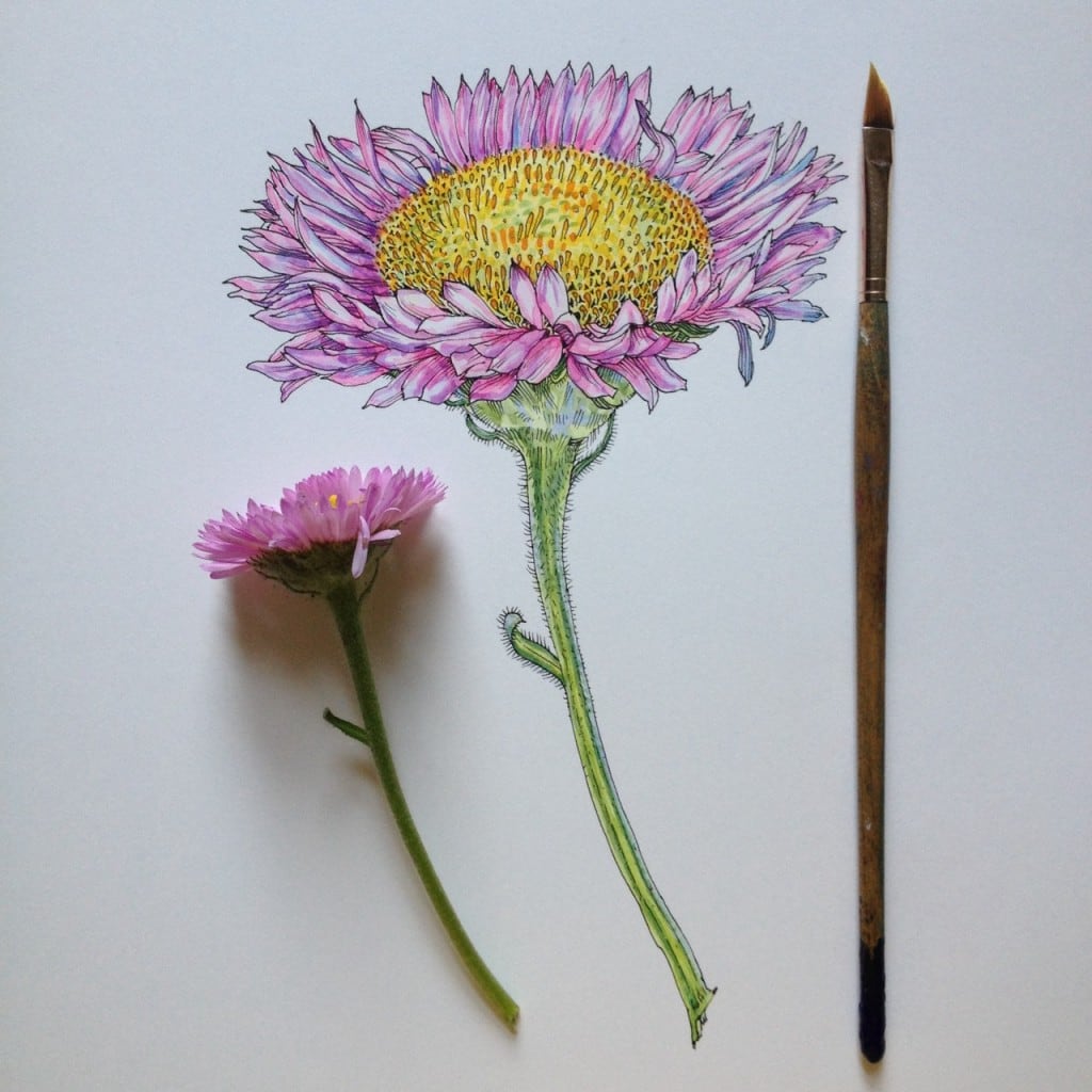 flowers-in-progress-a-beautiful-series-of-illustrations-by-noel-badges-pugh-12-1024x1024