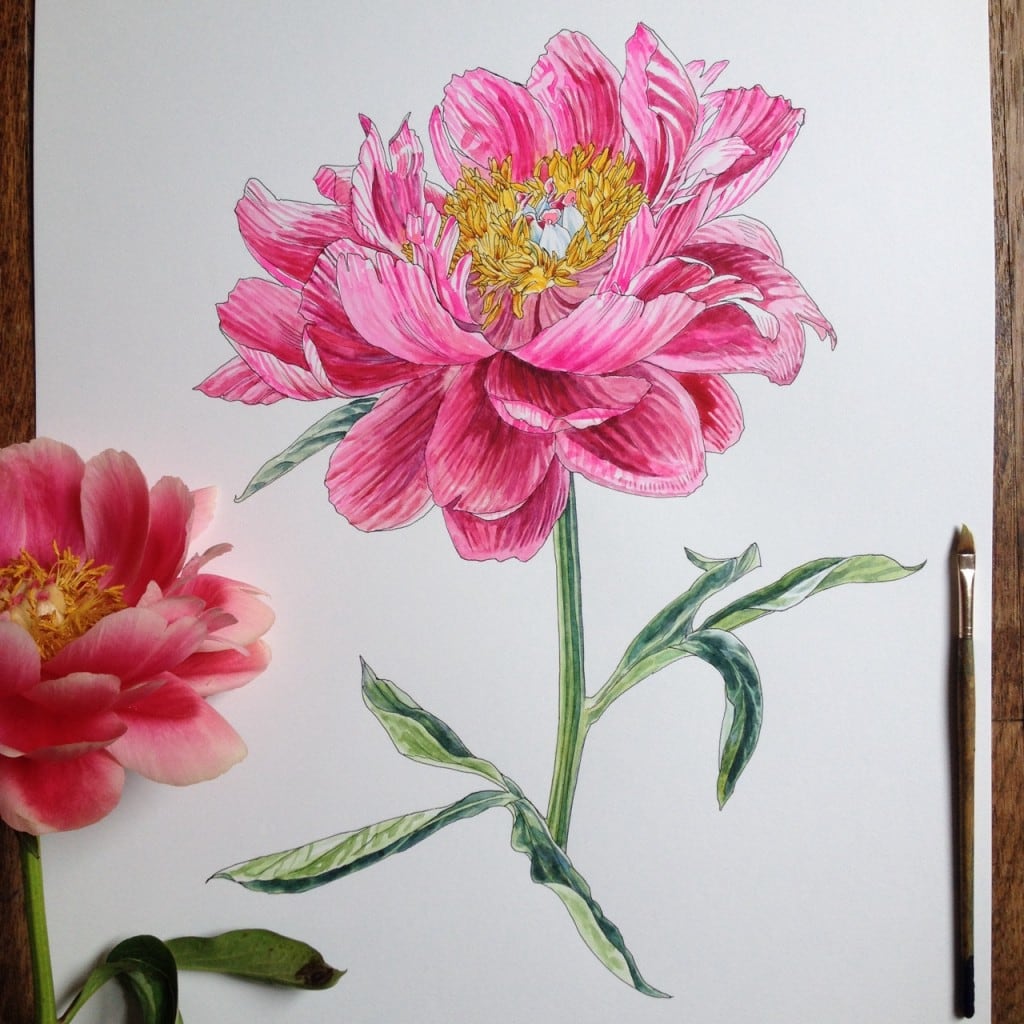 flowers-in-progress-a-beautiful-series-of-illustrations-by-noel-badges-pugh-14-1024x1024