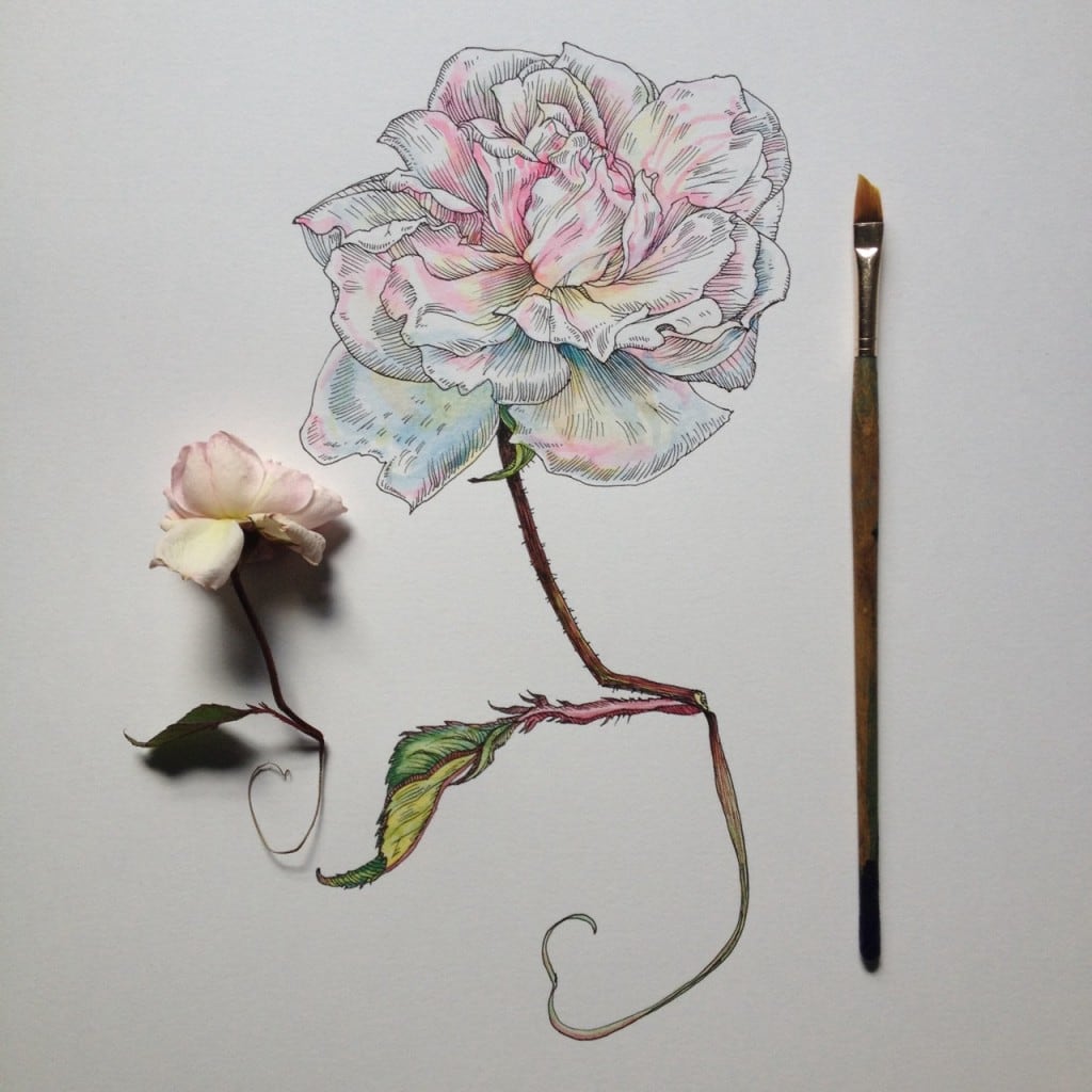 flowers-in-progress-a-beautiful-series-of-illustrations-by-noel-badges-pugh-16-1024x1024