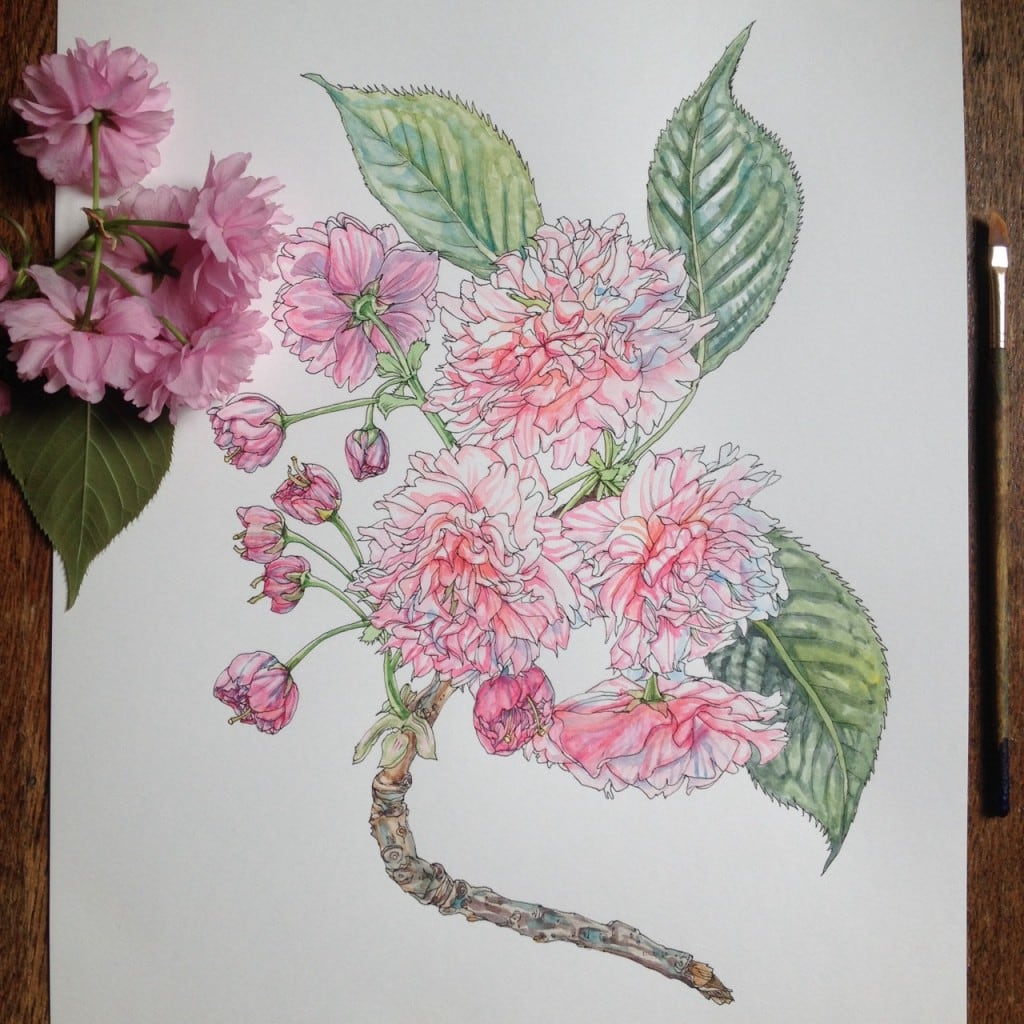 flowers-in-progress-a-beautiful-series-of-illustrations-by-noel-badges-pugh-17-1024x1024