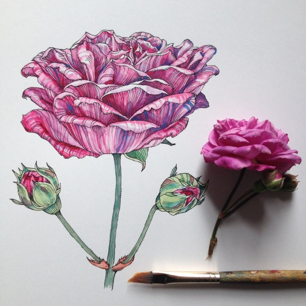 flowers-in-progress-a-beautiful-series-of-illustrations-by-noel-badges-pugh-18-1024x1024