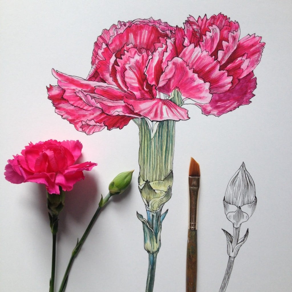 flowers-in-progress-a-beautiful-series-of-illustrations-by-noel-badges-pugh-19-1024x1024
