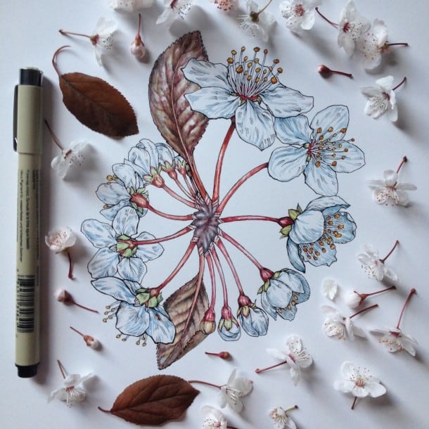 flowers-in-progress-a-beautiful-series-of-illustrations-by-noel-badges-pugh-2-610x610