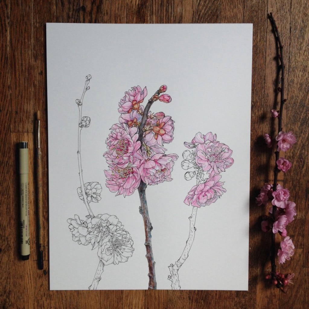 flowers-in-progress-a-beautiful-series-of-illustrations-by-noel-badges-pugh-20-1024x1024