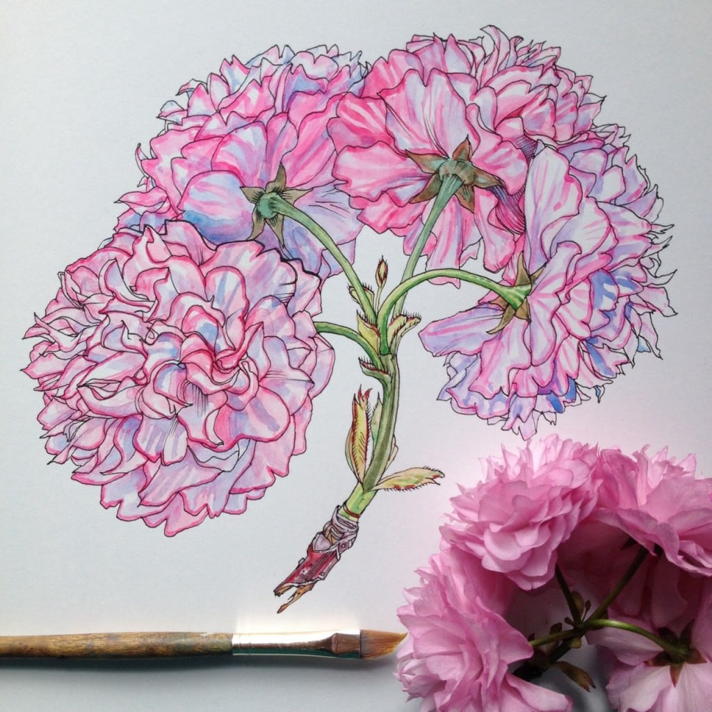 flowers-in-progress-a-beautiful-series-of-illustrations-by-noel-badges-pugh-7-1024x1024