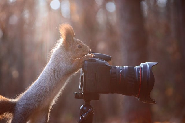 cute-squirrel-photo-shoot_11