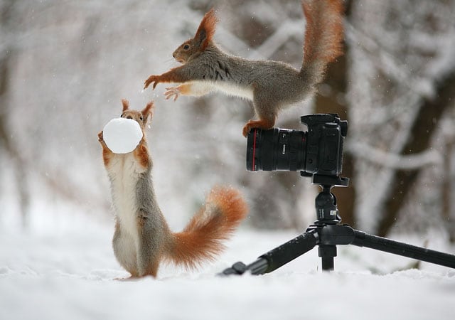 cute-squirrel-photo-shoot_6