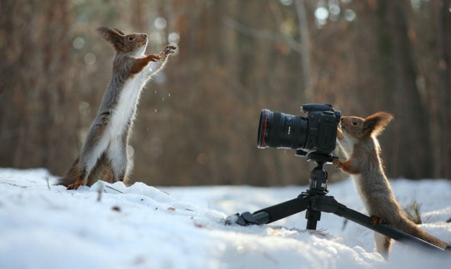 cute-squirrel-photo-shoot_8