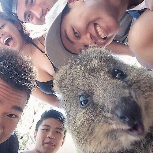 3043078-slide-quokka-selfie-trend-cute-rodent-australia-4605
