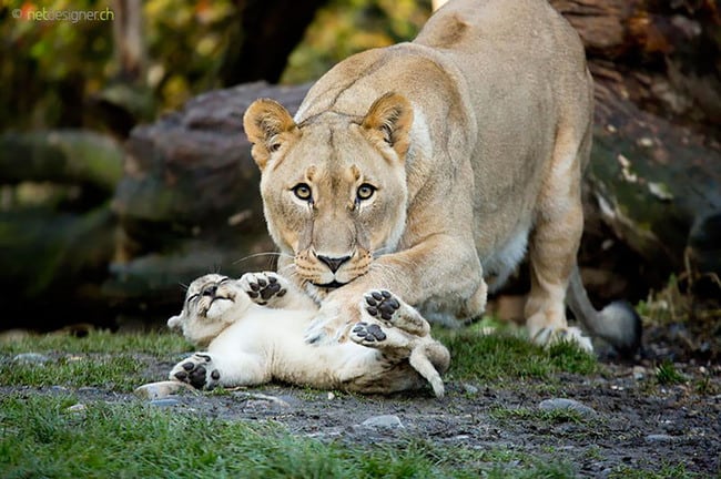 47 animals who take this whole parenting thing very seriously 15.jpg