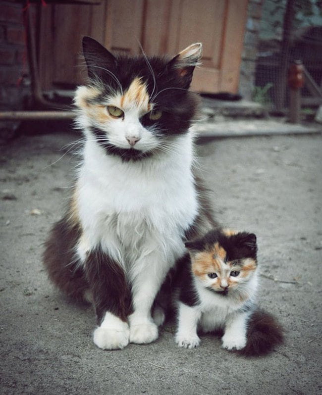 47 animals who take this whole parenting thing very seriously 40.jpg