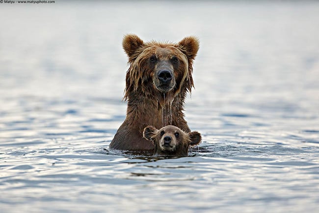 47 animals who take this whole parenting thing very seriously 5.jpg