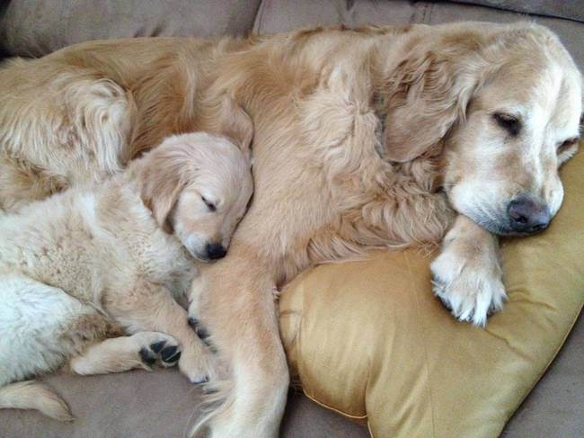 47 animals who take this whole parenting thing very seriously 9.jpg