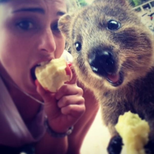 quokka_selfies_meet_the_worlds_happiest_animal_on_instagram_2015_12